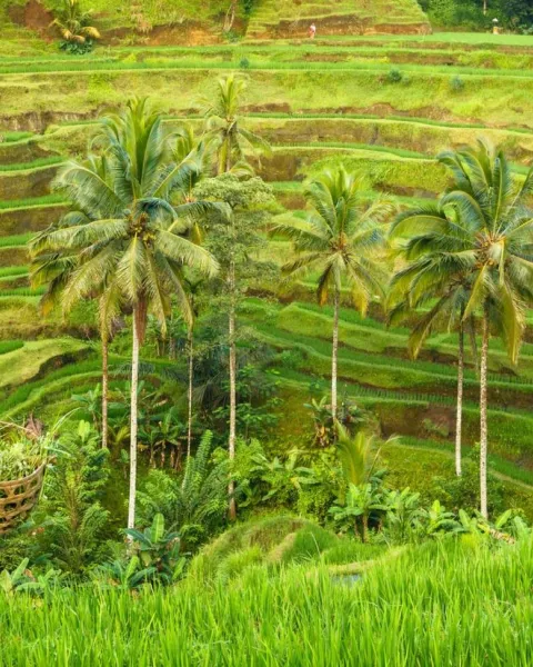 Bali Rice