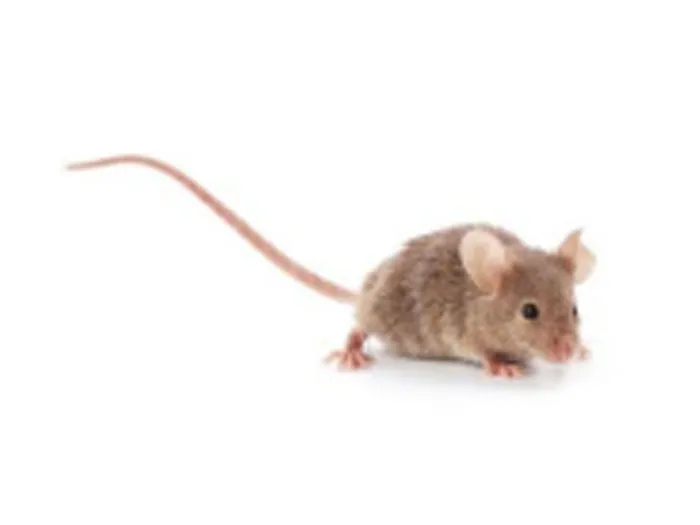knaagdieren