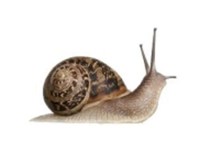 Slakken 