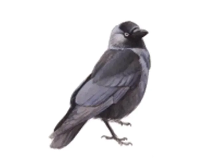 vogel